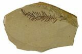 Dawn Redwood (Metasequoia) Fossil - Montana #165225-1